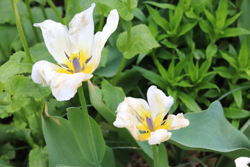petals of blooming white tulips