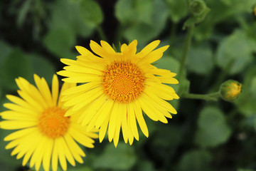 Doronicum yellow daisy flowers in the garden