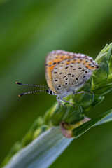 Large copper butterfly in the  wheat