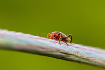 Worms in the rye fields