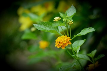 Types of Lantana Flowers for Your Garden in Kerala india