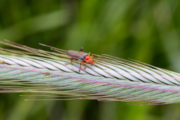 Worms in the rye fields