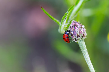 Ladybug walking on the plant