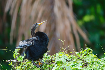 Anhinga drying after fishing in Tortuguero National Park in Costa Rica