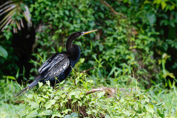 Anhinga drying after fishing in Tortuguero National Park in Costa Rica