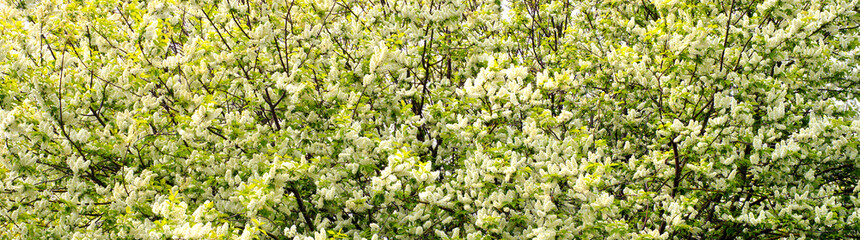 Obraz premium Background Panorama of cherry flowers