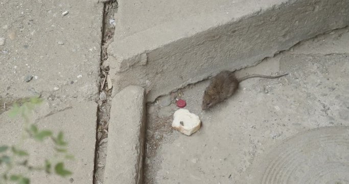 Very careful brown rat with long tail feeding in front of building wall in an urban area, close-up shot.