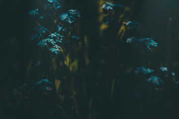 Fototapeta na wymiar blue forget-me-not flowers among the green tall grass