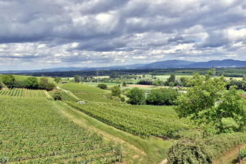 Naklejka premium Weinberge in Freiburg-Opfingen unter Wolken