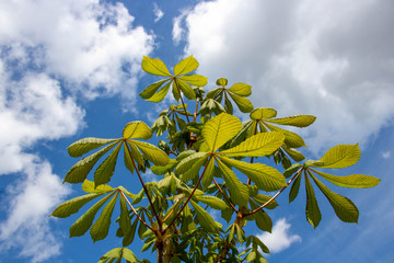 First spring young green leaves on a chestnut branch, close-up against a blue sky with clouds