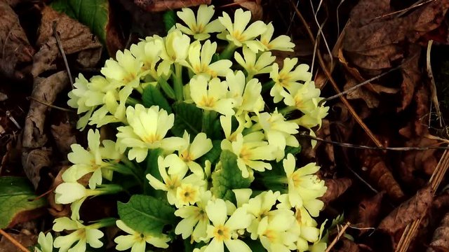 A group of primroses standing among dry leaves in forest surroundings during spring day.