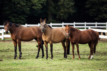 Obraz premium horses on the field