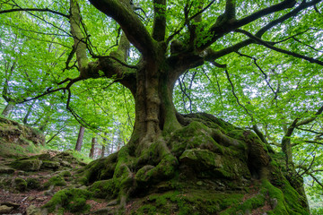 Fototapete bei efototapeten.de bestellen   