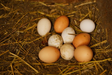 Close up of homemade chicken eggs on ground in henhouse.