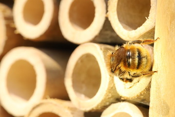 Mason bee 