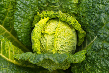 Fresh ripe head of savoy cabbage (Brassica oleracea sabauda) with lots of leaves growing in homemade garden. Close-up. Organic farming, healthy food, BIO viands, back to nature concept