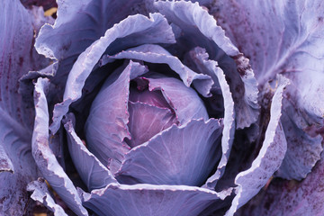 Obraz premium Fresh ripe head of red cabbage (Brassica oleracea) with lots of leaves growing in homemade garden. View from above, close-up. Organic farming, healthy food, BIO viands, back to nature concept