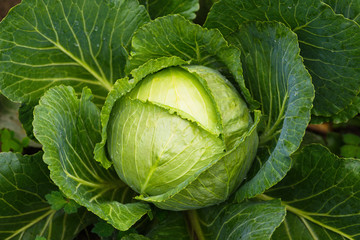Fototapeta premium Fresh ripe head of green cabbage (Brassica oleracea) with lots of leaves growing in homemade garden, short before the harvest. Organic farming, healthy food, BIO viands, back to nature concept