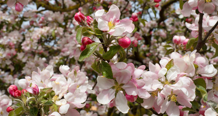 Fototapeta na wymiar Pink flowers of apple tree on a blurred background.