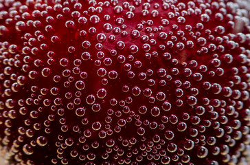 on a dark red background the texture of air bubbles under water