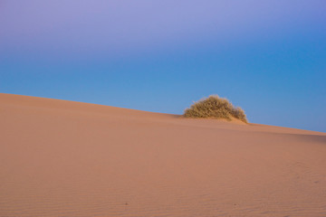 duna en sonora mexico 