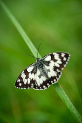 close-up of a marbled white butterfly on a diagonal blade of grass in natural environment. view from above with wings opened