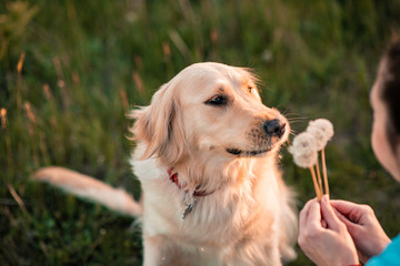 Lovely female girl playing with her dog golden retriever on summer meadow. Cute dog and his owner blowing dandelion.