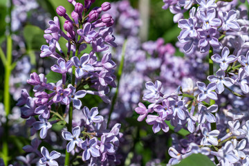 Purple lilac blooming in the garden, background.