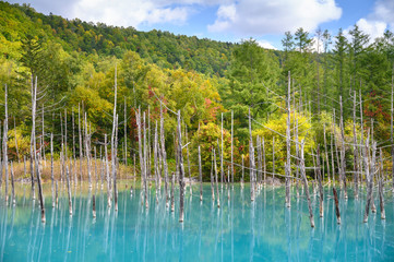 Beautiful early Autumn view of Shirogane blue pond or aoike in Biei town in Hokkaido, Japan.
