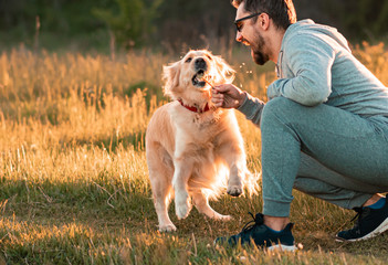 Bearded man playing with big golden retriever dog on sunset. Guy blowing dandelion to his dog for fun. Dog expresses emotions to his owner on fresh air outside.