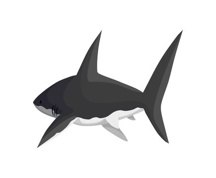 Vector shark character. Underwater sea animal. Big dangerous marine predator. Illustration of Marine wildlife