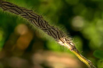 Nest oak processionary caterpillar (Thaumetopoea processionea) in an oak tree. Selective focus