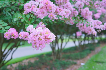 Obraz premium Pink crepe myrtle flower in spring