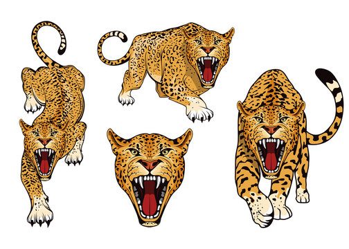 Leopard logo set. Angry, leopard. Predator animal. Tameless color logo. Leopard stands in different poses. Animal for sports mascot. Wild big cat. Natural. Logo animal for tattoo or t-shirt print