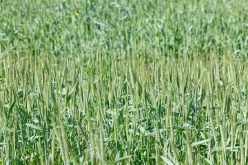 The spica of green wheat close up. Wheat field. Beautiful nature Sunset Landscape. Rural landscapes under shining sunlight.