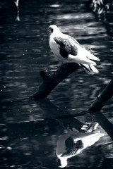 Black and white image off white pigeon standing on a broken branch