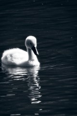 Black and white image off a baby swan also known as Cygnets