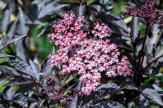 Schwarzer Holunder mit Bl&uuml;ten