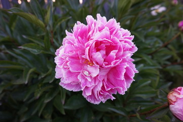 Pivoine rose abritant une petite araignée blancche