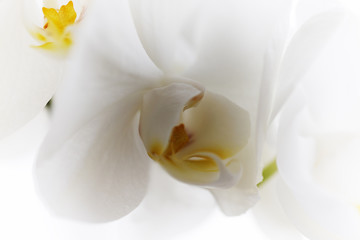 Obraz na płótnie Canvas Close-up of white orchids on light background. Blurred background of a white orchid flower. Close up. Blurred