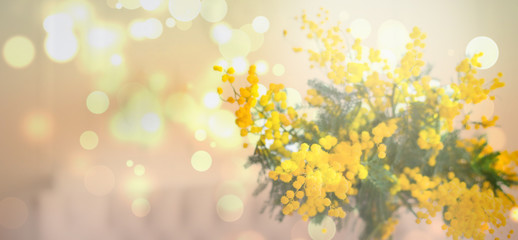 Naklejka na ściany i meble spring mimosa flowers. gift card concept. garden flowers 