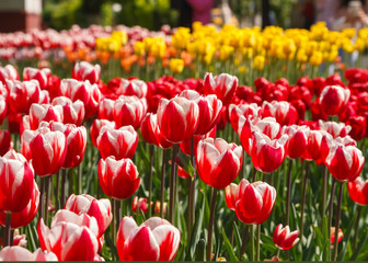 Fresh red tulip flowers in the garden in sunny day