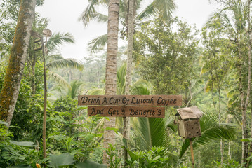 Benefit of Luwak Coffee signal in a Bali rainforest