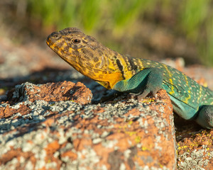 Male Collared Lizard basking on a rock