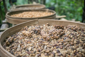 Luwak Kopi or coffee beans