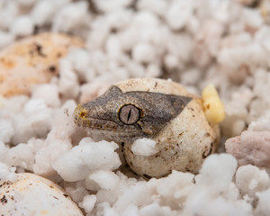 Gargoyle Gecko emerging from an egg