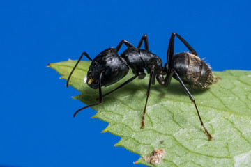 Black Carpenter Ant (Camponotus pennsylvanicus)