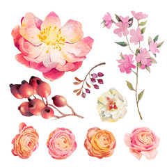 Watercolor botanical set of flowers, berries, leaves, roses, wild rose. Set of flower design on a white background. Isolate.