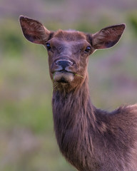 Fototapeta premium Cow Elk in the early morning light