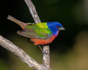 Male Painted Bunting